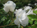Trandafiri 32