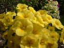DSCN0016
