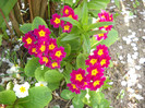 DSCN0026