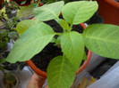 TROMPETA INGERILOR ALBA