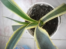 DSCN0087