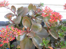 DSCN0094