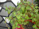 DSCN0095