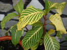 sanchezia