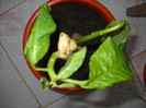 DSCN0117