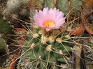 Thelocactus rinconensis var. freudenbergerii