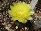 Gymnocalycium andreae