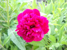 DSCN0044
