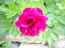 DSCN0045