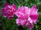 DSCN0099