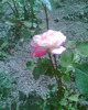 Picture 138