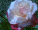 Picture 140