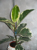 de la expoflora