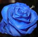 Trandafiri albastrii