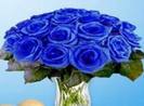 Trandafiri albastri