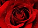 Trandafiri rosi