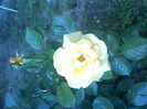 trandafirii lui tusi (1)