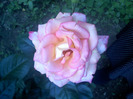 trandafirii lui tusi (2)