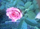 trandafirii lui tusi (4)