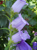 campanula