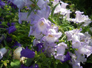 campanula