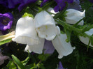 campanula