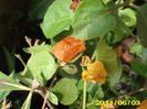 bougainvilra galbena si portocalie