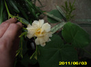 lutum plenum