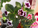 Flori-07 06 2011 005
