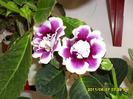 Flori-07 06 2011 002