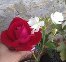 alaturi de  leandru alb