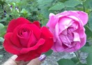 alaturi de  Pink Peace