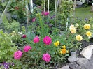 minirose