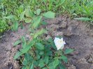 polyantha alb