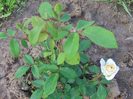 polyantha alb