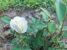 pilyantha alb