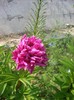 bujor