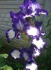 iris "Attention please"