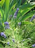 lavanda