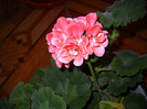 muscata