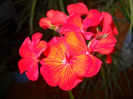 muscata
