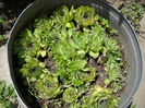 denumire necunoscuta