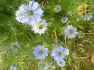 nigella