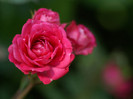 beautiful-red-rose[1]