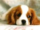 image[2]