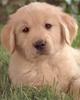 Golden Retreiver-adoptat de xJustSilence