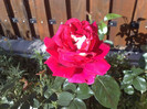 trandafirul meu iubit