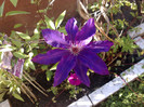 clematis