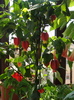 abutilon megapotamicus