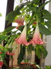 brugmansia, tropeta ingerilor